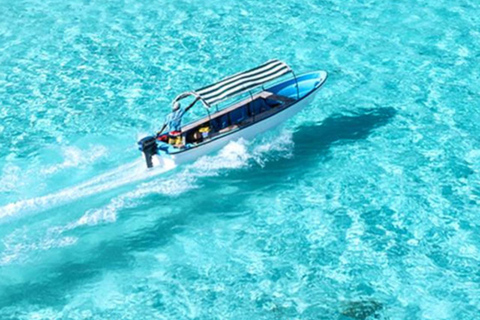 Zanzibar: Mnemba Dolphin, Jozani Forest & Turtle Sanctuary Private Tour without Hotel transfer