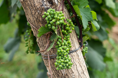 Tbilisi: Kakheti Rtveli Harvest, Wine & Georgian Supra Tour