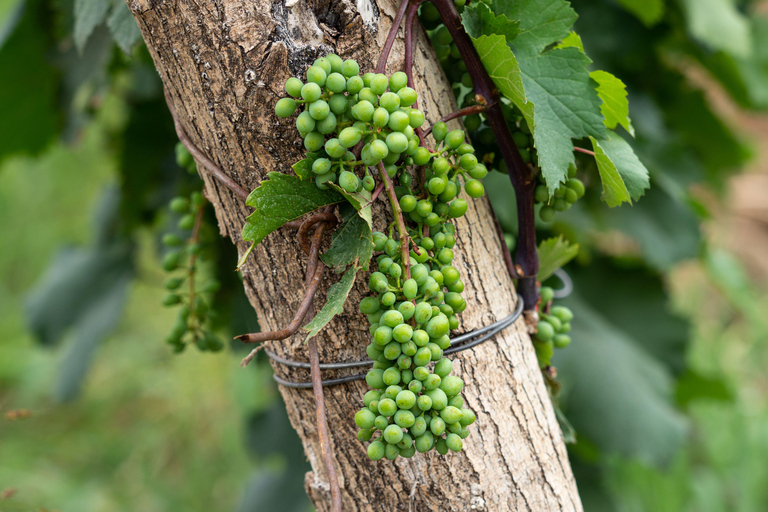 Tbilisi: Kakheti Rtveli Harvest, Wine & Georgian Supra Tour