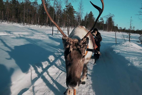 Rovaniemi: Safari de renas e excursão à aurora boreal