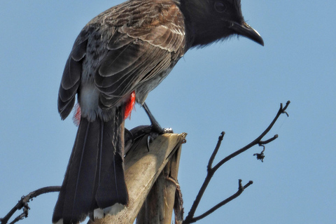 Chitwan: 4-Day Jungle Safari Full Package all inclusive