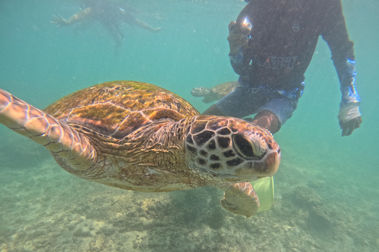 Mirissa / Polhena :Reef Snorkeling with Wild Sea Turtle Snorkeling in Mirissa