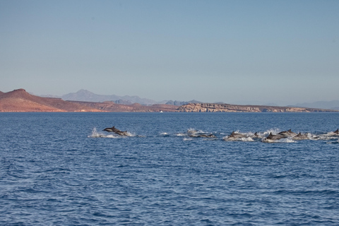 La Paz: Sea Lions & Mega-Paddleboard Tour in Espiritu Santo