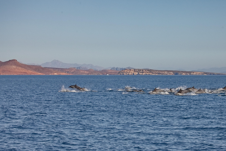 La Paz: Sea Lions & Mega-Paddleboard Tour in Espiritu Santo