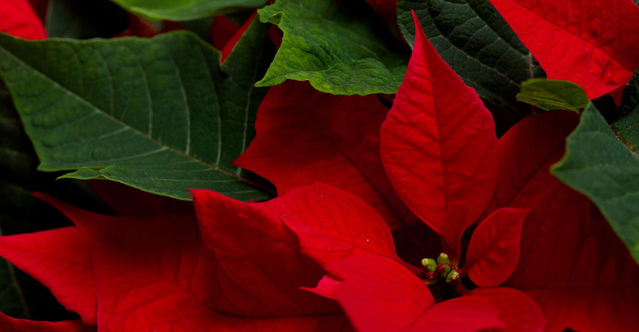 Córdoba, Patios Tour especial de Navidad a pie en español - Hizvo