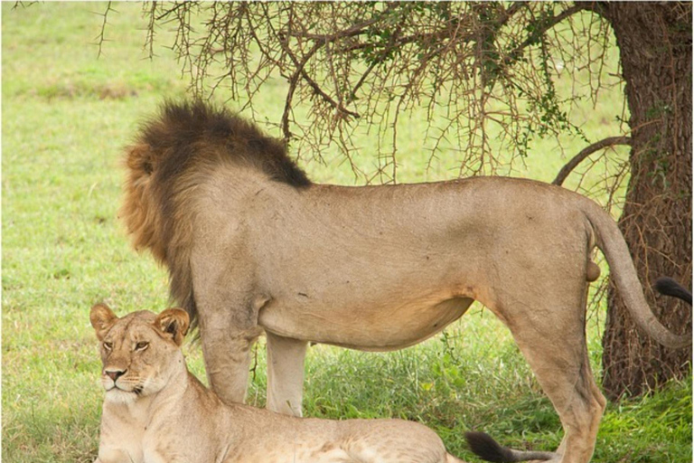 Arusha National Park: Day Trip with Walking Safari & Canoe Shared Day Trip Transfer & Game Drive (Fees Excluded)