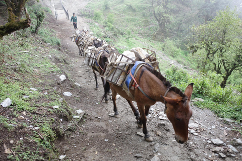 Från Katmandu: 8-dagars Mardi Himal Trek med transfer