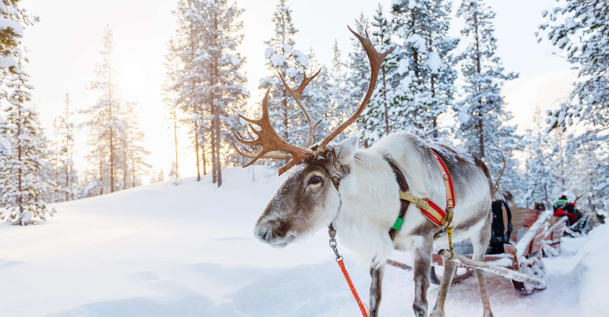 Levi, Lappish Village Experience and Reindeer Sled Ride - Housity