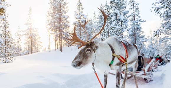 Levi: 3 km Lappish Reindeer Sled Ride, Farm Visit & Feeding