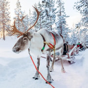 Levi: Lappish Reindeer Sled Ride 3 km