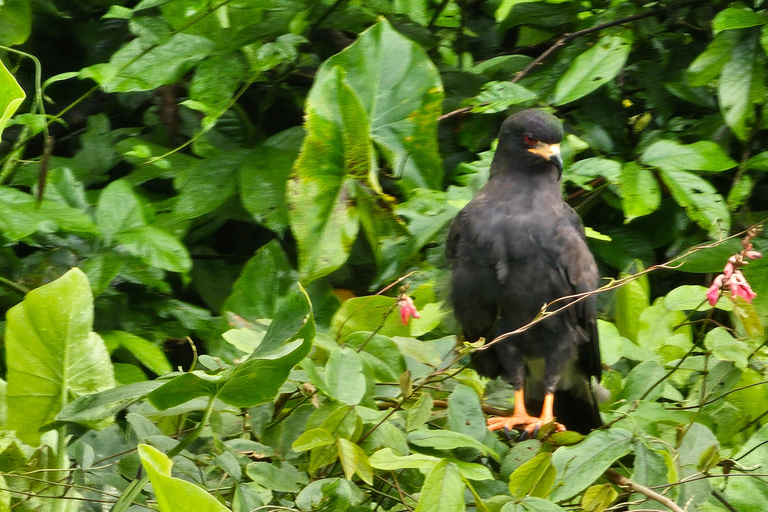 Panama Wildlife Gamboa Boat Tour &amp; Canal Visitor Center (Wycieczka łodzią po Panamie i Kanale)