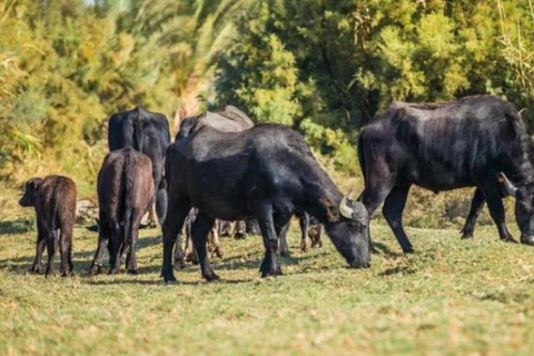History & Nature: Azraq Wetland Reserve and Desert Castles