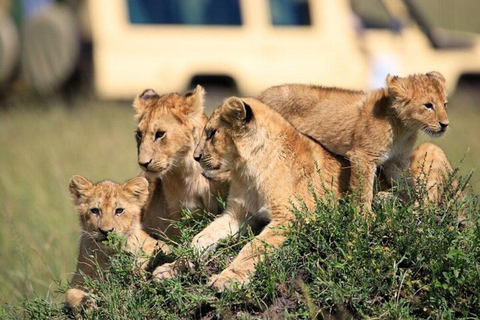 Mombasa/Diani: Private Overnight Tsavo East Safari