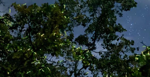 Panglao: Firefly Watching River Cruise with Transfers