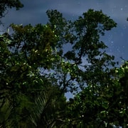 Panglao: Firefly Watching River Cruise with Transfers Panglao: Firefly Watching River Cruise with Transfers