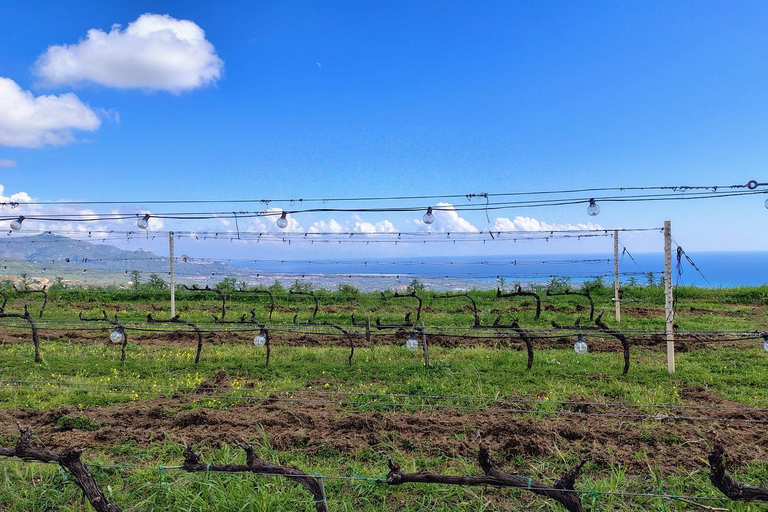 جولة برونتي للفستق ونبيذ إتنا