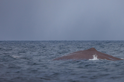 From Skjervøy: Whale Watching in a Heated Cabin Cruiser