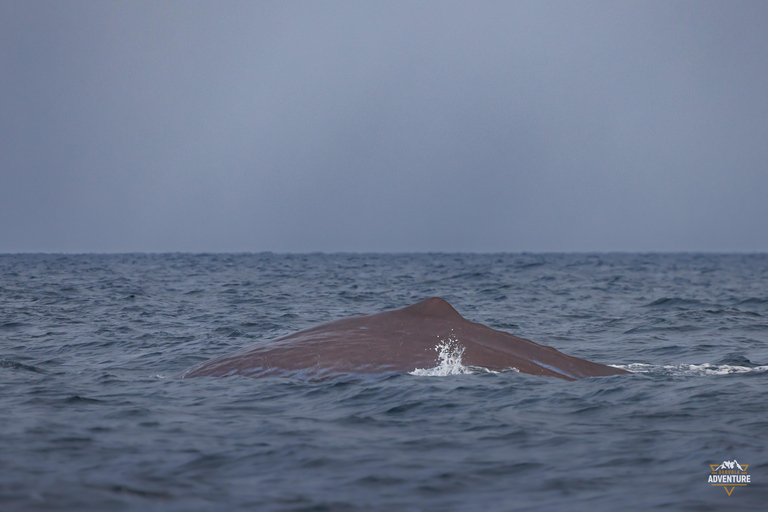 From Skjervøy: Whale Watching in a Heated Cabin Cruiser