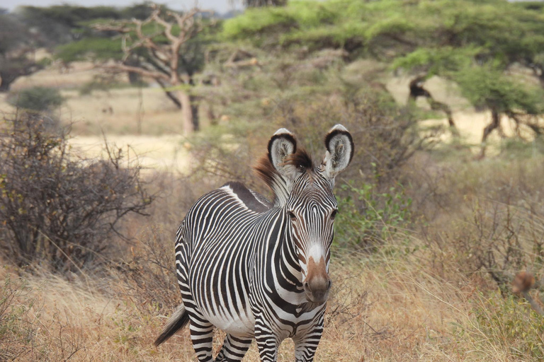 3 Tage, 2 Nächte Samburu Safari Paket