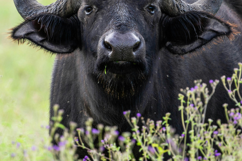 Zanzibar:2-Day Tarangire and Ngorongoro Crater from Zanzibar