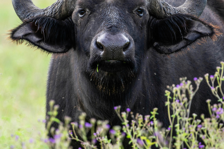 Zanzibar:2-Day Tarangire and Ngorongoro Crater from Zanzibar