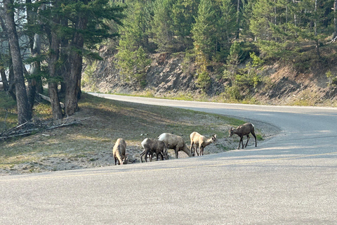 Calgary: Wspólny transport z lotniska YYC do Banff