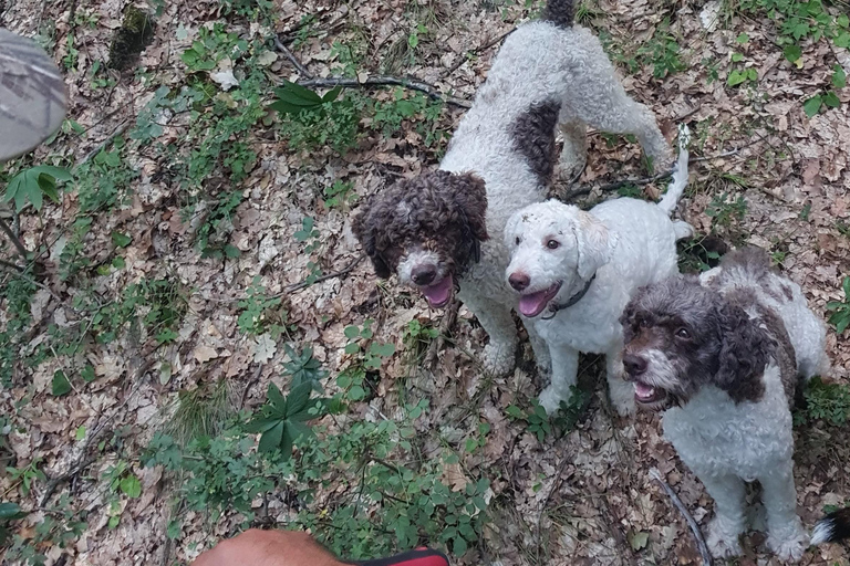 Circuit de chasse à la truffe, Serbie