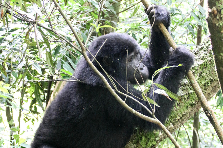 From Kampala/Entebbe: 3-Day Bwindi Gorilla Trekking Safari