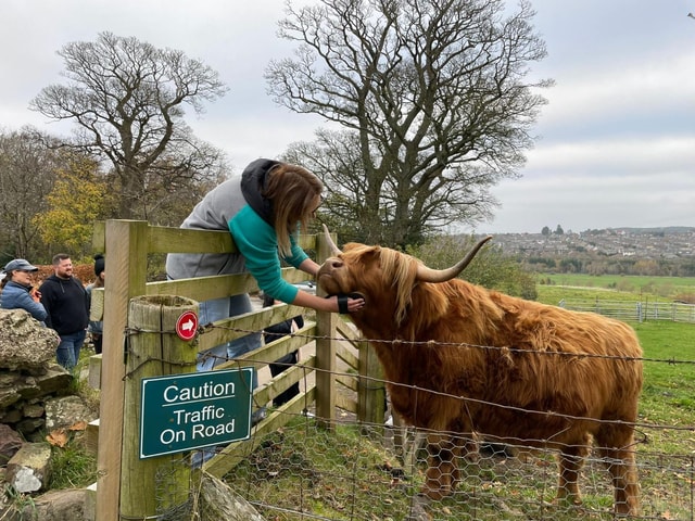 Edinburgh: Highland Cow, Blackness Castle and Tea