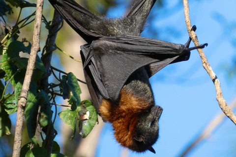 Sydney: Flying Fox Tour, Australia's Largest Bats Flying Fox Tour: Sydney's only Bat tour