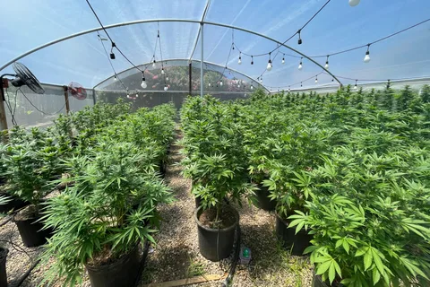 From Montego Bay: Ganja Farm Tour