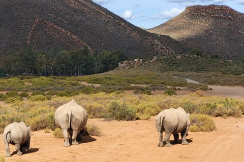 Cape Town: Big Five Sunset Safari with Buffet & pickup