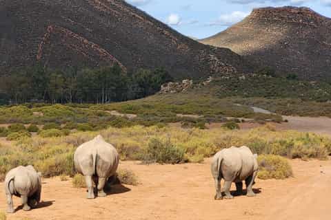Le Cap : Safari Big Five au coucher du soleil avec buffet et transfert