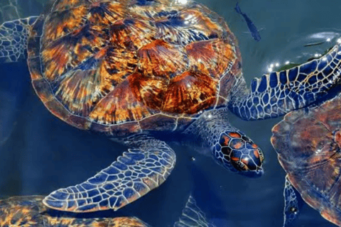 Zanzibar: nuota con le tartarughe marine nella grotta della laguna a Nungwi