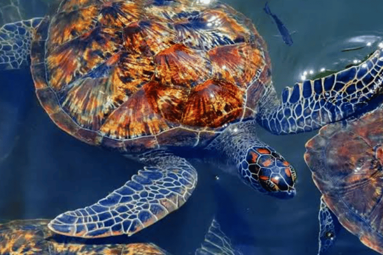 Zanzibar: nuota con le tartarughe marine nella grotta della laguna a Nungwi