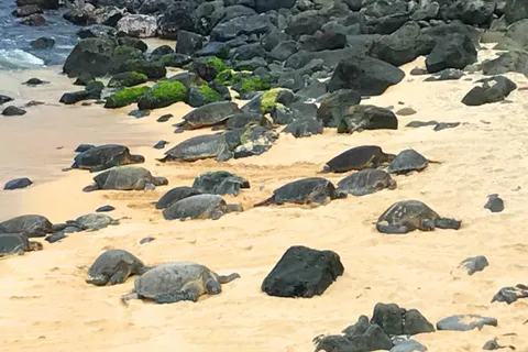 Maui: Private Halfway to Hana Tour