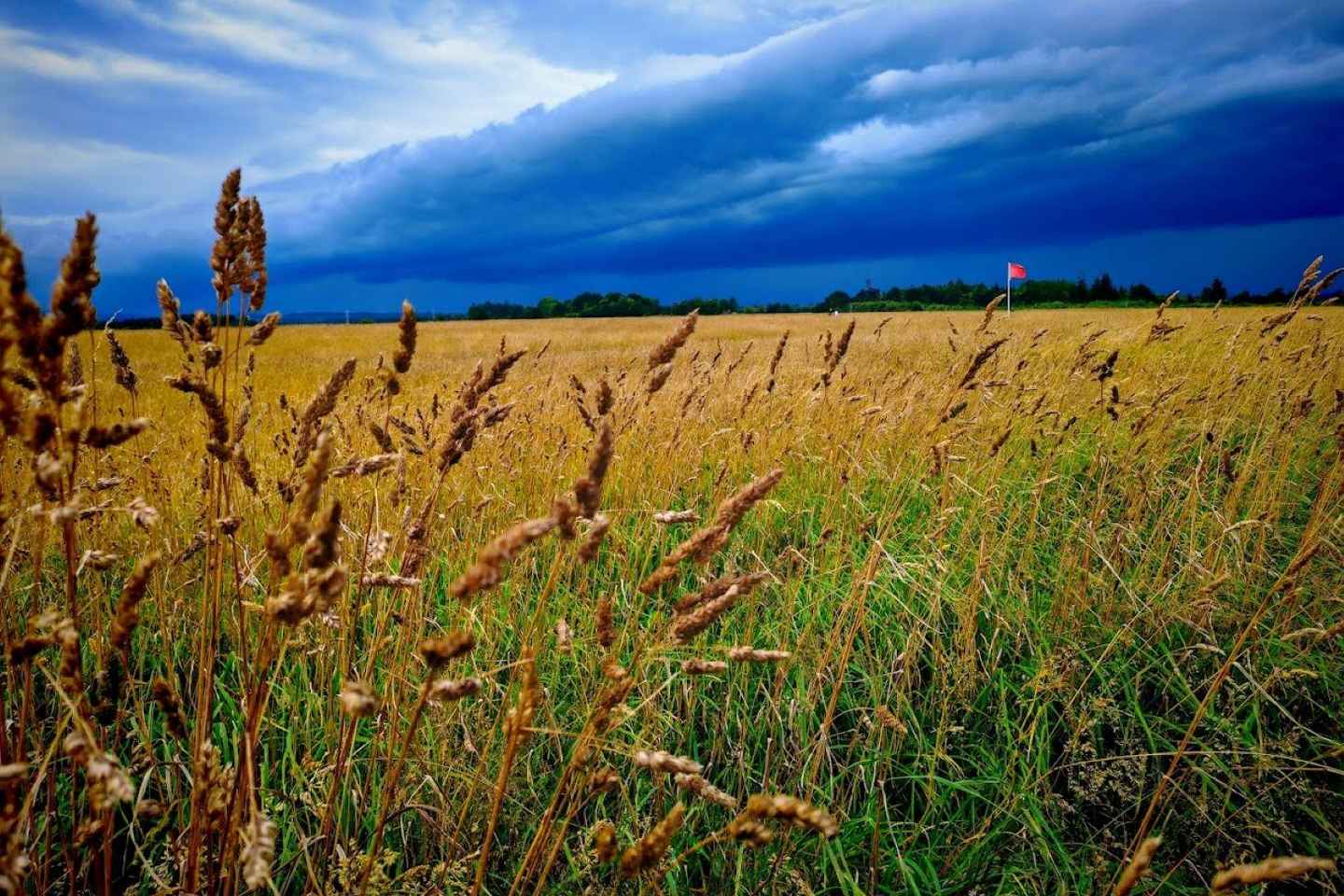 Invergordon: Escursione di Lusso sulla Costa Sud