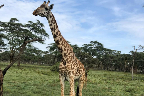Nairobi: Horseback Safari and Lake Naivasha Boat Ride