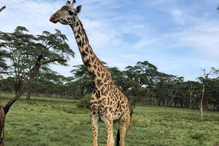 Nairobi: Horseback Safari and Lake Naivasha Boat Ride