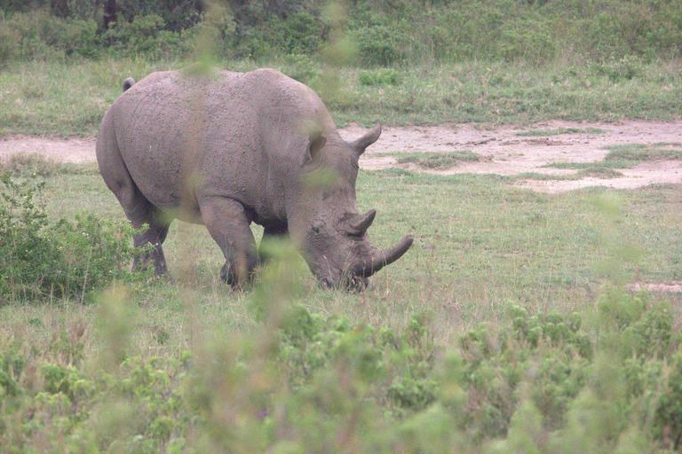 Nairobi: Sunrise Wildlife Safari with Hotel Pickup