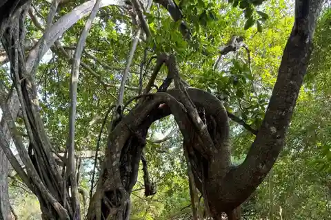Kaya Kinondo Sacred Forest Guided Tour