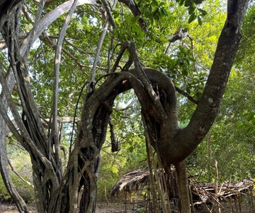 Kaya Kinondo Sacred Forest Guided Tour