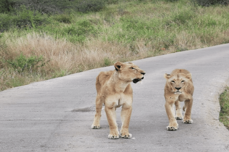 Parco Nazionale di Nairobi Game Drive