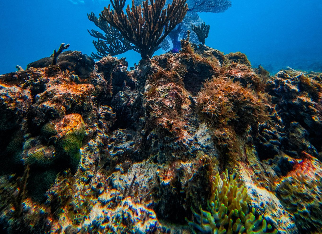 Tulum: Snorkling med skildpadder, koralrev og mayaruiner