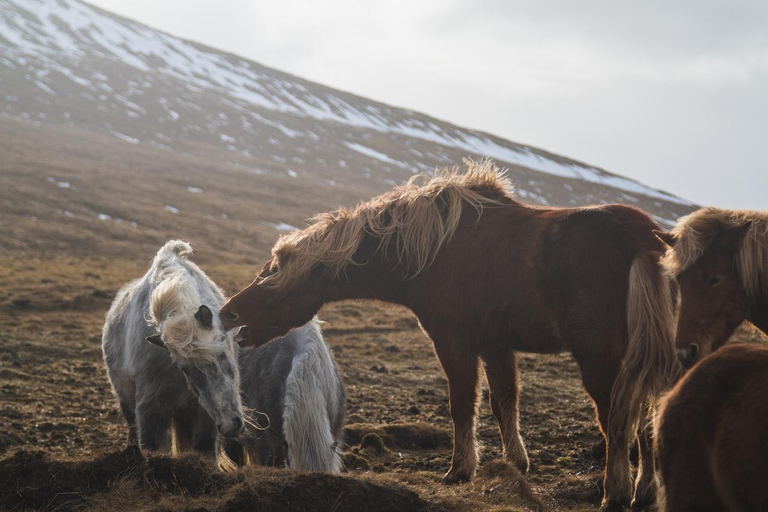 Mongolia: Terelj National Park Horseback Ride