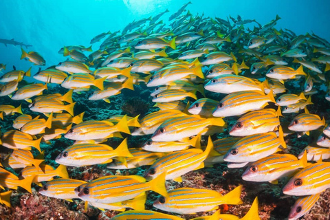 Excursão de mergulho com snorkel em Mnemba, floresta Jozani, restaurante The Rock