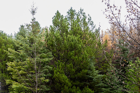 Reykjavík: Golden Circle &amp; Lagune von Laugarás