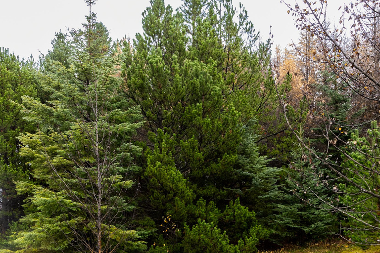 Reykjavík: Golden Circle &amp; Lagune von Laugarás
