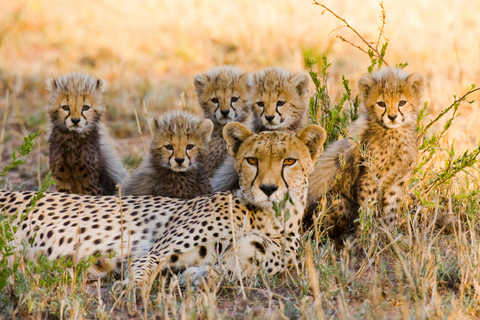 2 Tage private Tarangire und Ngorongoro Krater Safari2 Tage
