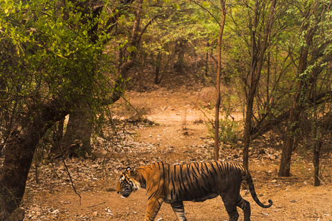 Ranthambore National Park: Core Zone Gypsy safari with Guide Ranthambore National Park: Gypsy Safari with Expert Guide